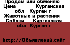 Продам или обменяю › Цена ­ 3 000 - Курганская обл., Курган г. Животные и растения » Собаки   . Курганская обл.,Курган г.